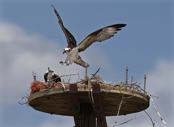 Wildlife group pushes to end bird killing at fish hatchery | News, Sports, Jobs - Vimarsana News