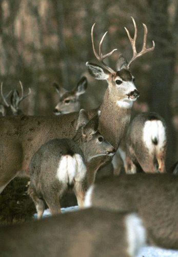 Chronic wasting disease test developed by scientists | News, Sports, Jobs - Vimarsana News