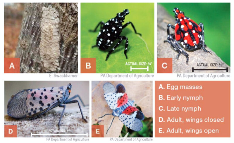 Clinton County Conservation District secures spotted lanternfly permit | News, Sports, Jobs - Vimarsana News