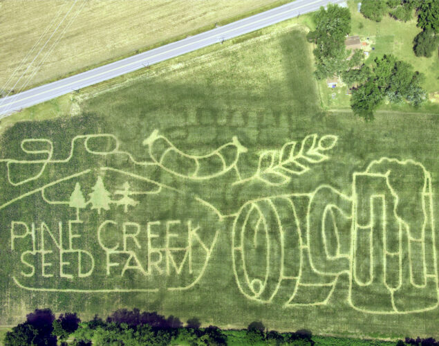 Pine Creek Seed prepares annual corn maze, events in South Avis | News, Sports, Jobs - Vimarsana News