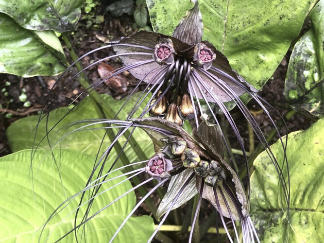 Spooky plants for Goth gardens | News, Sports, Jobs - Vimarsana News