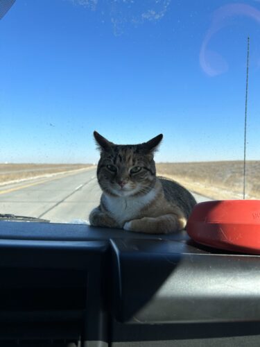 Runaway kitty: Kindness of locals reunites cat and owner just before holiday | News, Sports, Jobs - Vimarsana News