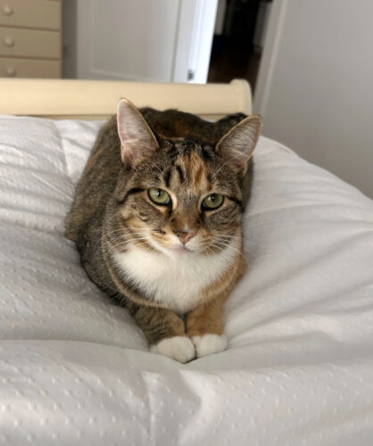Runaway kitty: Kindness of locals reunites cat and owner | News, Sports, Jobs - Vimarsana News