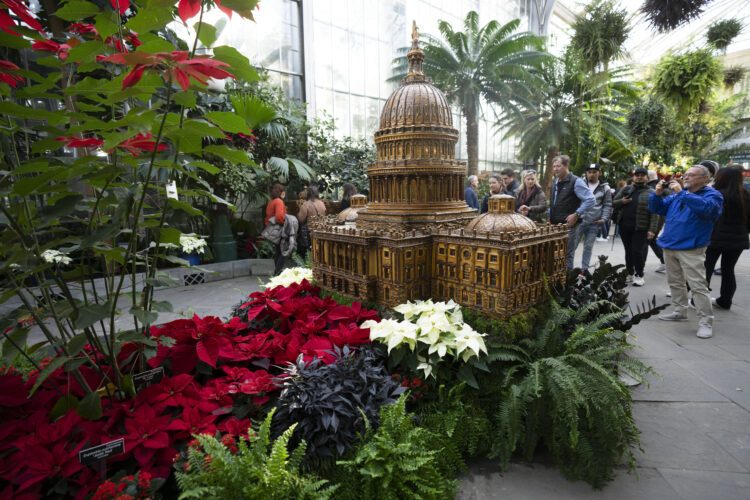 The poinsettia by any other name? Try 'cuetlaxochitl' or 'Nochebuena' | News, Sports, Jobs - Vimarsana News