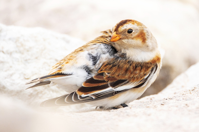 Winter birding | News, Sports, Jobs - Vimarsana News