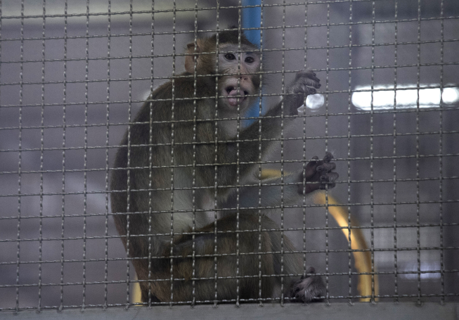 Plan for $400 million monkey-breeding facility in southwest Georgia draws protest | News, Sports, Jobs - Vimarsana News