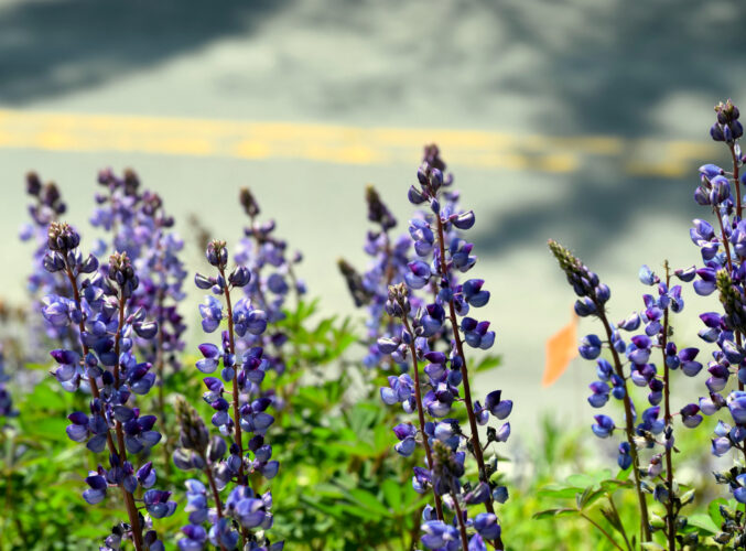 Edge habitats along roads and power lines may be key to conserving rare plants | News, Sports, Jobs - Vimarsana News