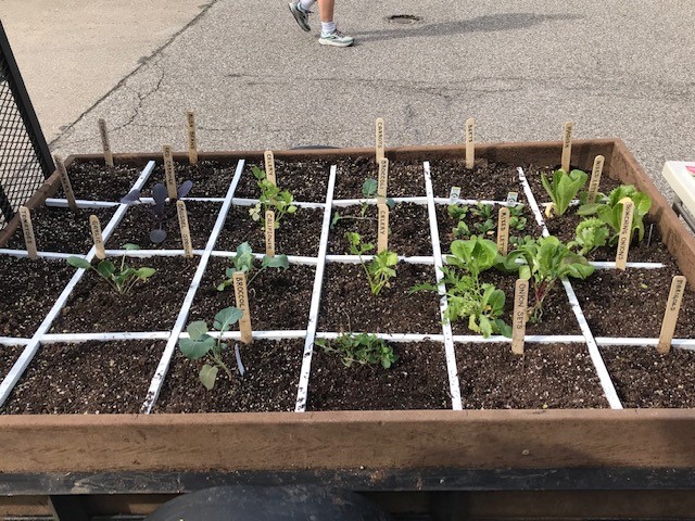 Square-foot gardening maximizes production in minimal space | News, Sports, Jobs - Vimarsana News