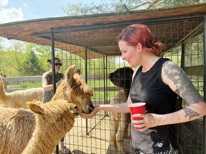 Yoga class gets up close with alpacas | News, Sports, Jobs - Vimarsana News