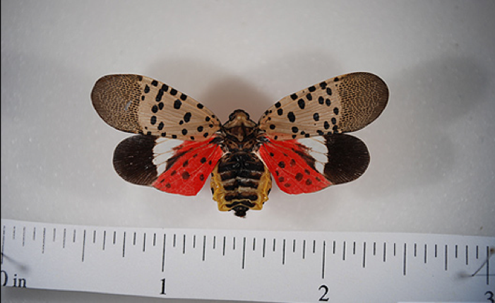 Spotted Lanternflies emerging in southern Ohio | News, Sports, Jobs - Vimarsana News