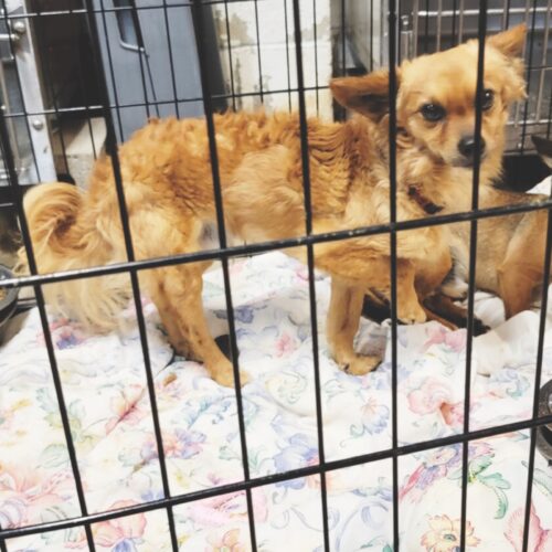 Humane Society of the Ohio Valley wrestles with overcrowding