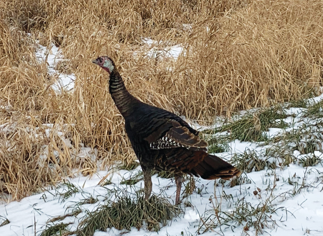 Turkeys Gone Wild News Sports Jobs Marshall Independent