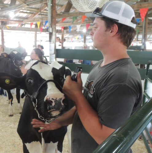 A little moo-dy | News, Sports, Jobs - Marshall Independent - Vimarsana News
