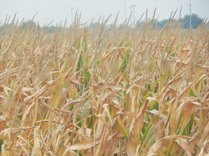 Bean forecast brighter than corn | News, Sports, Jobs - Vimarsana News