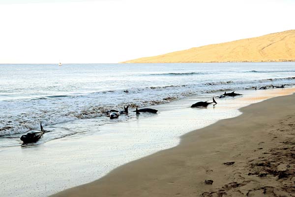 Six Beached Whales Return To The Sea Four Euthanized News