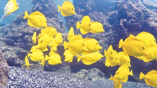 Advocates celebrate aquarium fishing ban | News, Sports, Jobs - Vimarsana News