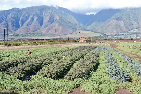 Mahi Pono farmers pivot amid pandemic | News, Sports, Jobs - Vimarsana News