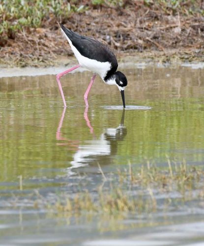 Hawaiian stilt could shed endangered status | News, Sports, Jobs - Vimarsana News