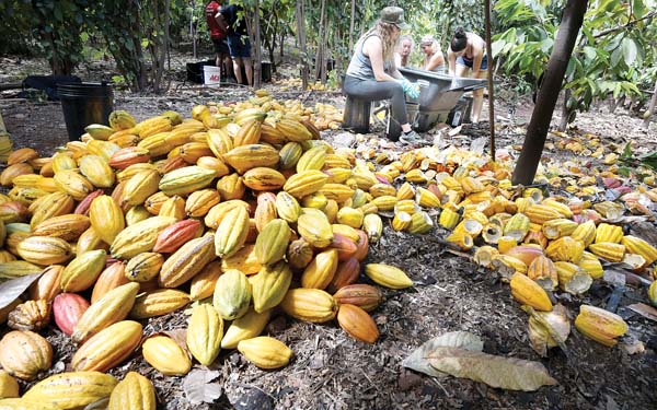 Melts in your mouth, gives others a hand | News, Sports, Jobs - Vimarsana News