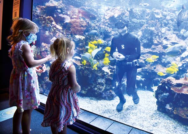 Maui Ocean Center illuminates the shallow reef | News, Sports, Jobs - Vimarsana News