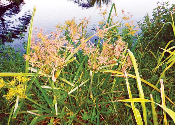 State celebrates rediscoveries of rare plants across islands | News, Sports, Jobs - Vimarsana News