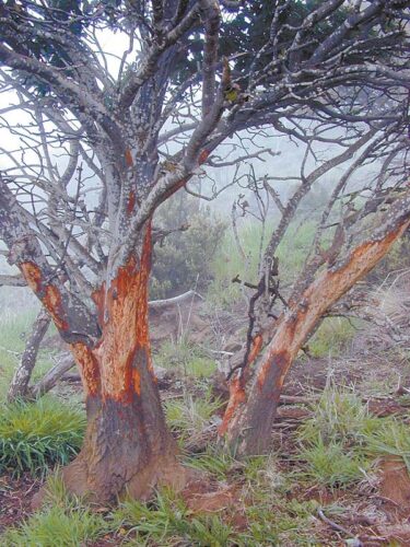 Protecting ohia: Fencing for the trees | News, Sports, Jobs - Vimarsana News