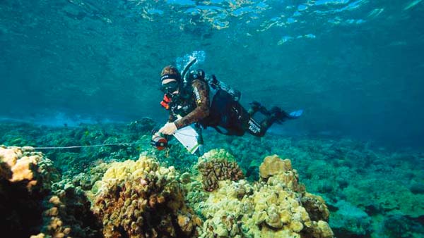 Study that found big fish returned in pandemic suggests Molokini 'overused' | News, Sports, Jobs - Vimarsana News