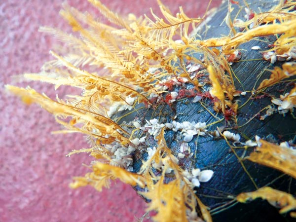 Coastal marine invertebrates are surviving on plastics | News, Sports, Jobs - Vimarsana News