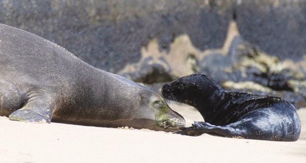 Beach birth: Hawaii blocks some Waikiki sands for seal pup | News, Sports, Jobs - Vimarsana News