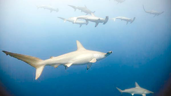 Hammerhead sharks hold breath on deep-water hunts, study finds | News, Sports, Jobs - Vimarsana News