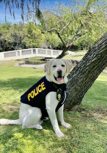 K9 Kahu receives bullet- and stab-protective vest thanks to nonprofit organization | News, Sports, Jobs - Vimarsana News