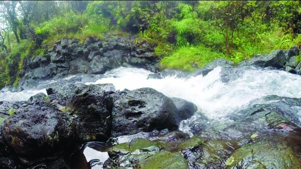 Kalo farmers, former mayor named to East Maui board | News, Sports, Jobs - Vimarsana News