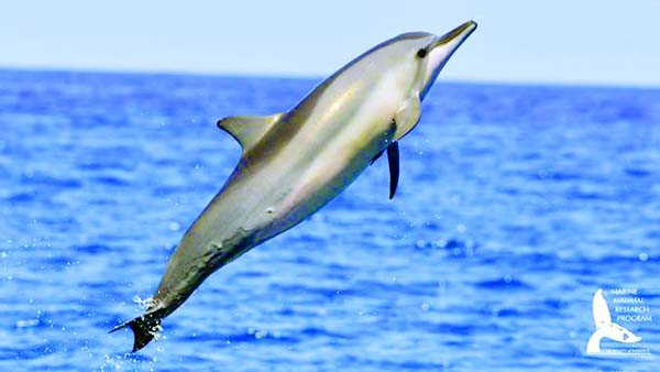 Facial recognition helps ID whales and dolphins | News, Sports, Jobs - Vimarsana News