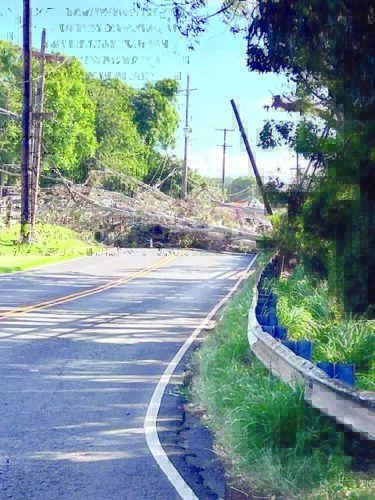 Car crash in Makawao topples tree, power lines | News, Sports, Jobs - Vimarsana News