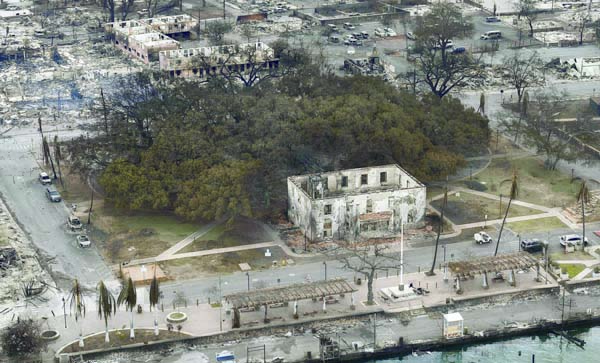 Lahaina banyan tree showing signs of life below ground | News, Sports, Jobs - Vimarsana News