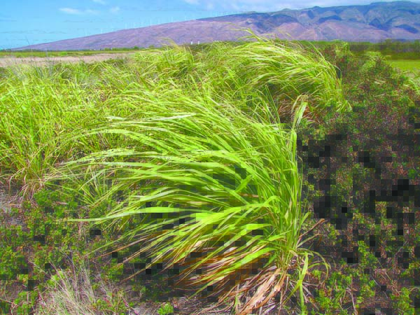 Protecting place: How invasive species modify ecosystems | News, Sports, Jobs - Vimarsana News