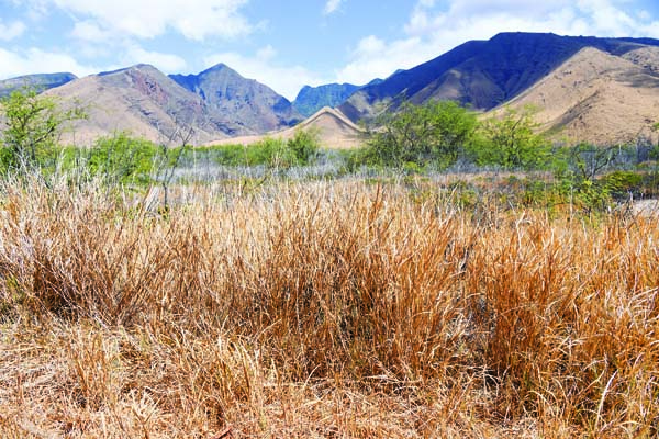 Below-average rainfall predicted, worsening Maui's dry conditions | News, Sports, Jobs - Vimarsana News