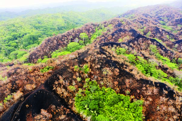 Drought increases risk of wildfires in Hawaii rainforests | News, Sports, Jobs - Vimarsana News
