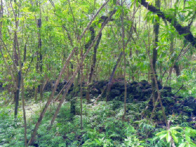 Hana nonprofit acquires more land in mission of preserving East Maui coast | News, Sports, Jobs - Vimarsana News