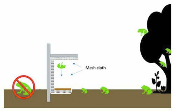 Fencing for frogs; the effort to build a barrier to slow down coqui in Haiku is underway | News, Sports, Jobs - Vimarsana News