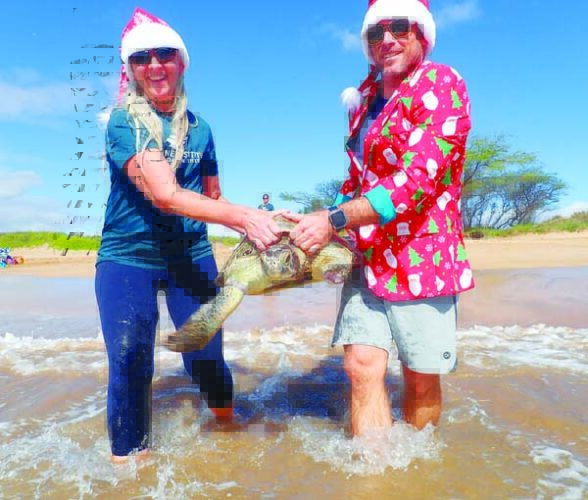 Turtle amputee swims free | News, Sports, Jobs - Vimarsana News