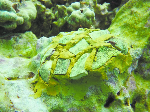 Kealakekua community-led coral restoration project aims to accelerate reef growth, recovery | News, Sports, Jobs - Vimarsana News