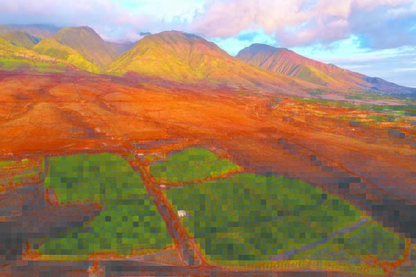 Maui chocolate tour reopens at Maui Ku'ia estate in Lahaina | News, Sports, Jobs - Vimarsana News