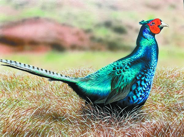 2024-2025 Hawai'i Hunting Stamp contest winners announced | News, Sports, Jobs - Vimarsana News