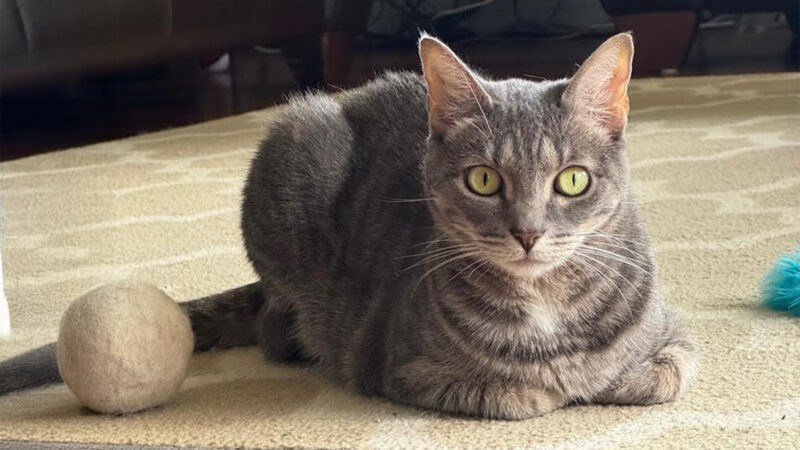 Pet of the Week: Aspen