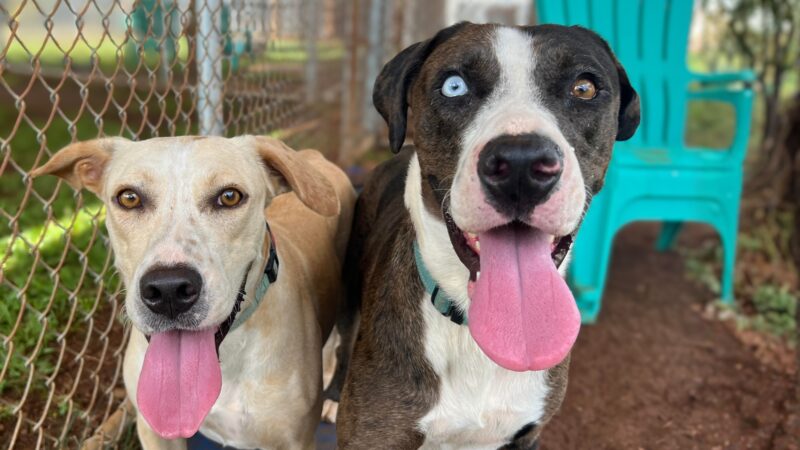 Pet of the Week: Sunny and Cloudy