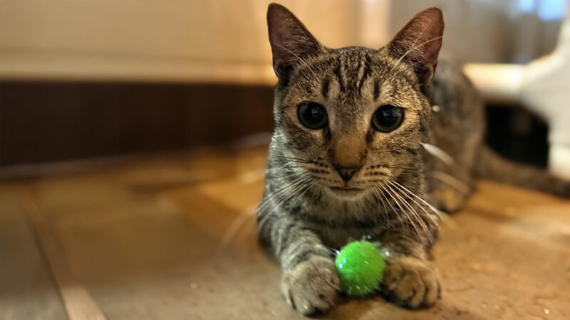 Pet of the Week: Marty