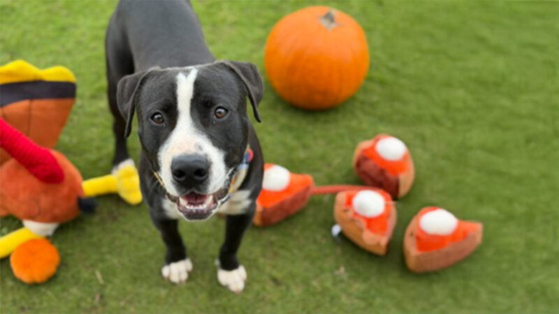 Pet of the Week: Eha | News, Sports, Jobs - Maui News