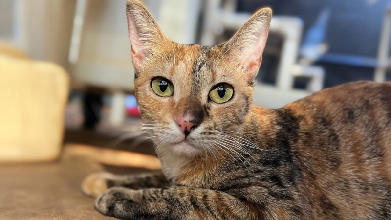 Pet of the Week: Autumn