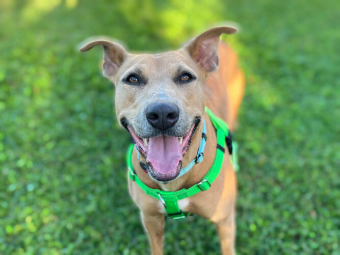 Pet of the Week: Marzipan